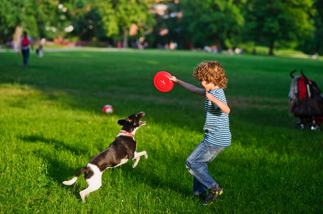 Cane con frisbee